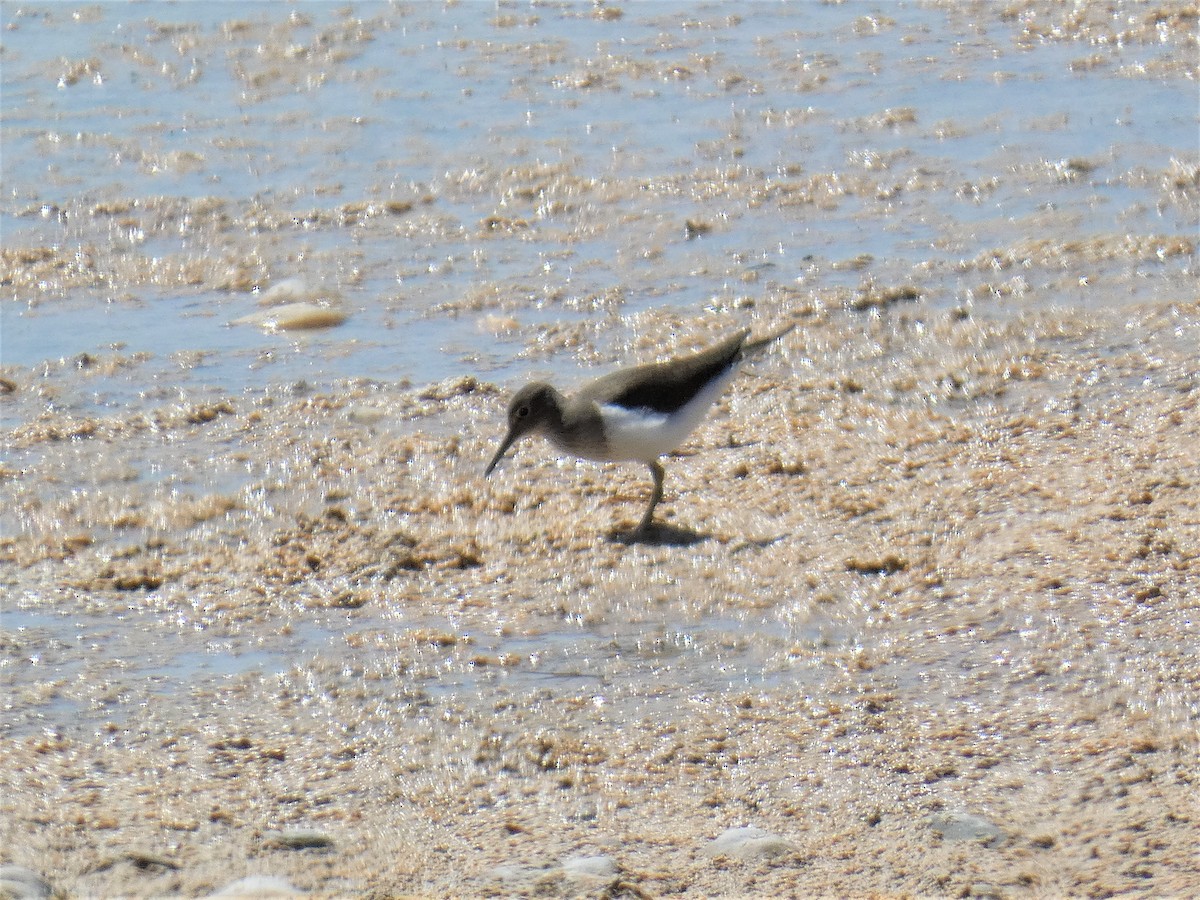 Common Sandpiper - ML156198091