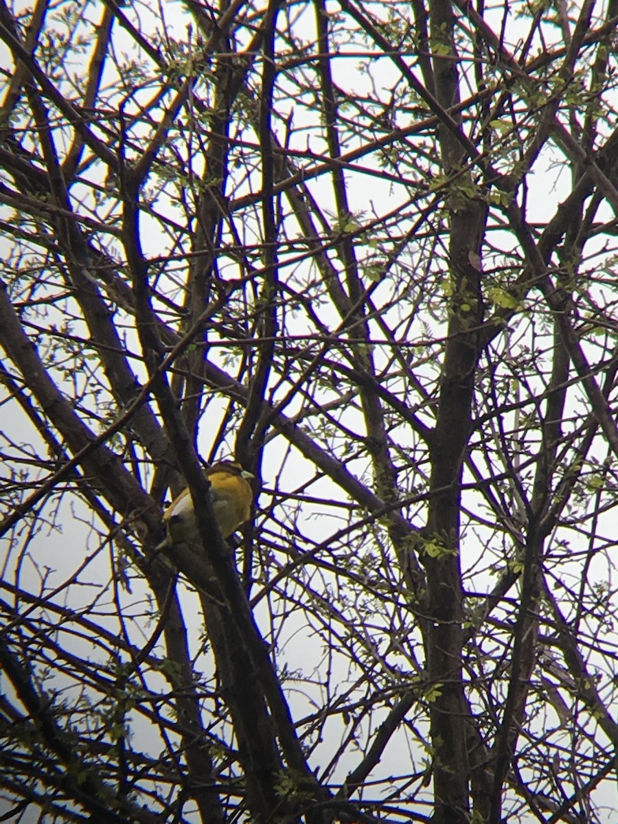 Evening Grosbeak - ML156199681