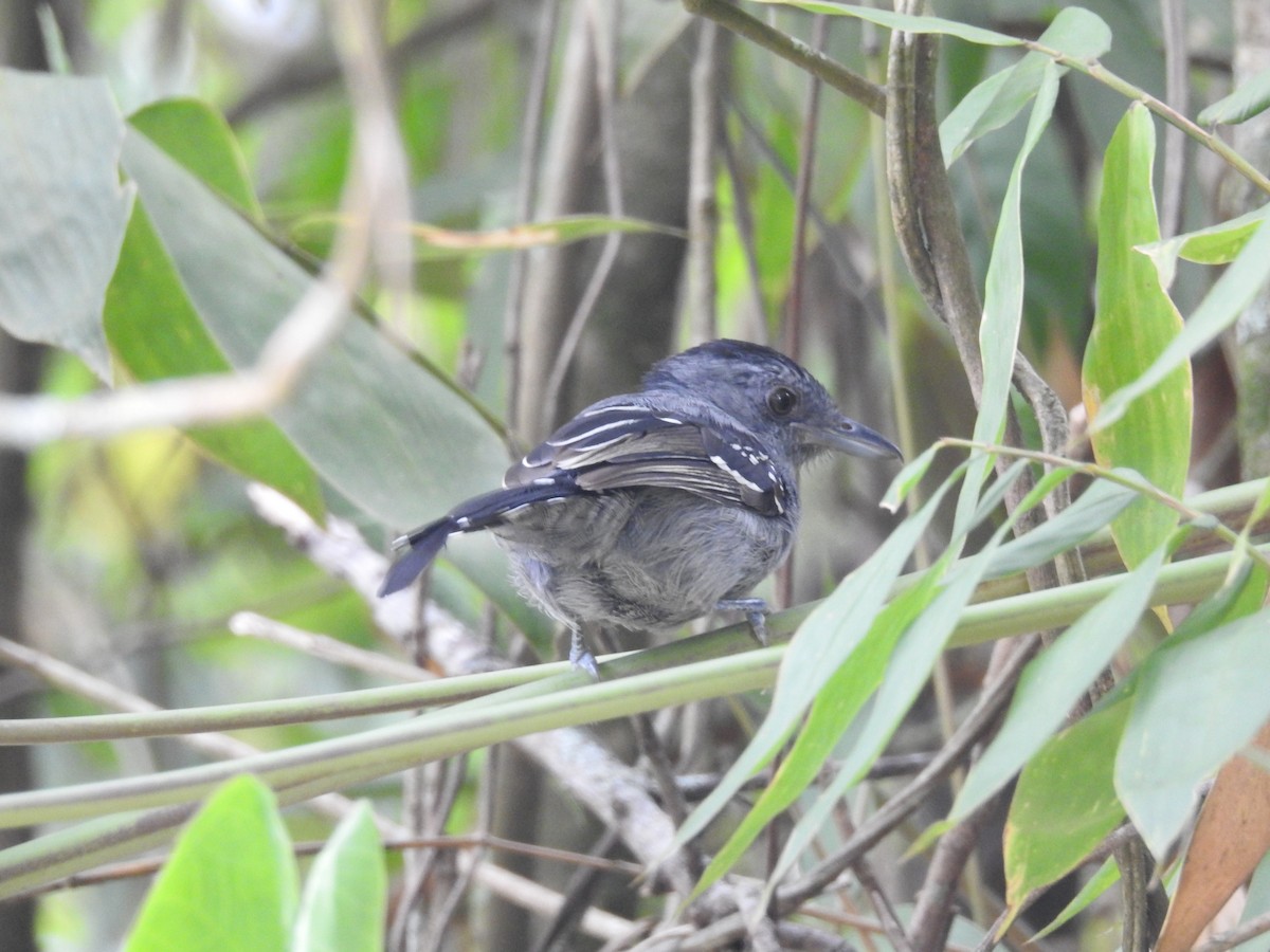 Northern Slaty-Antshrike - ML156200101