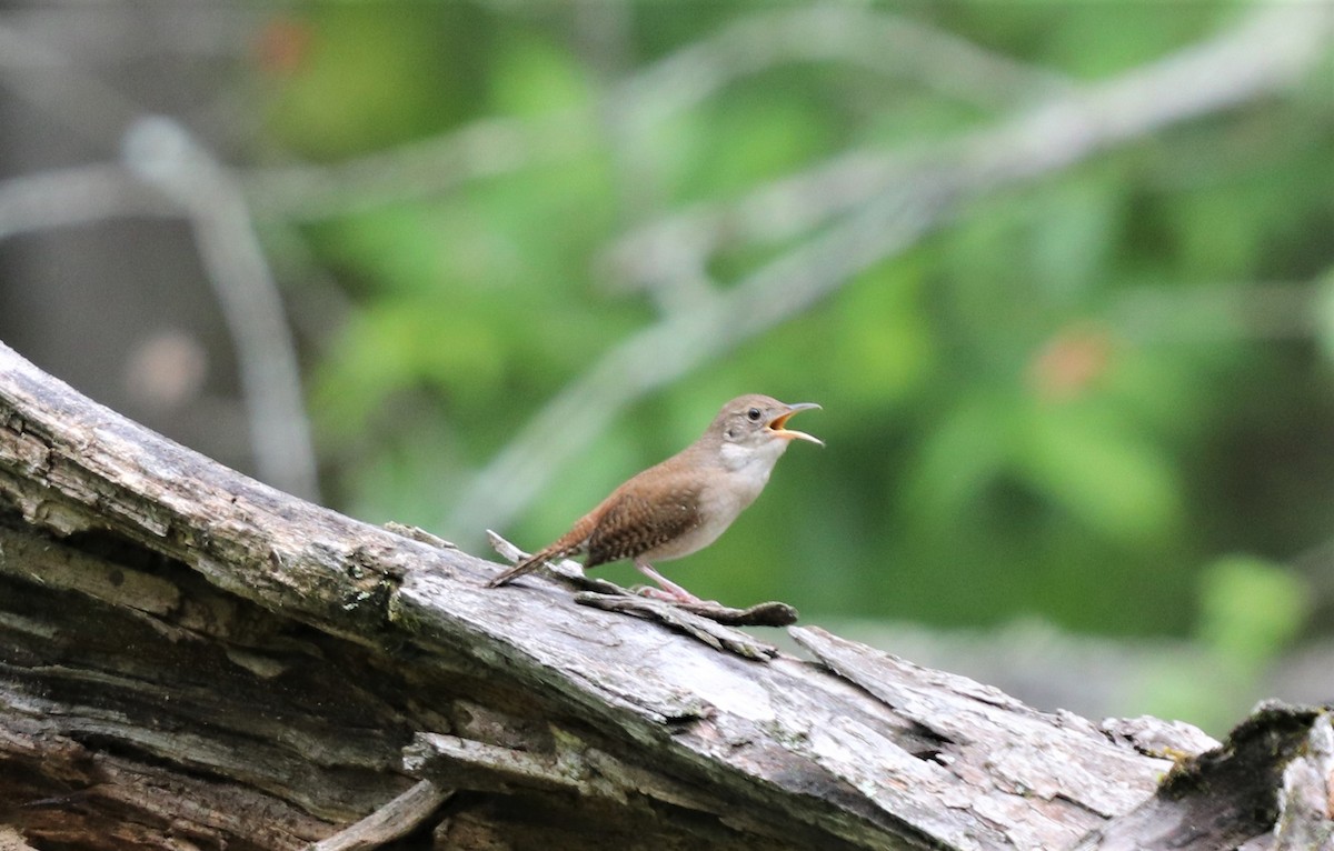 Northern House Wren - ML156201051