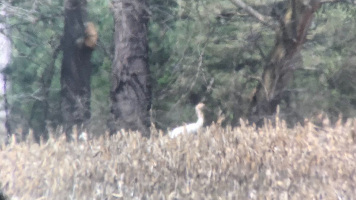 Whooping Crane - Chris Kargel