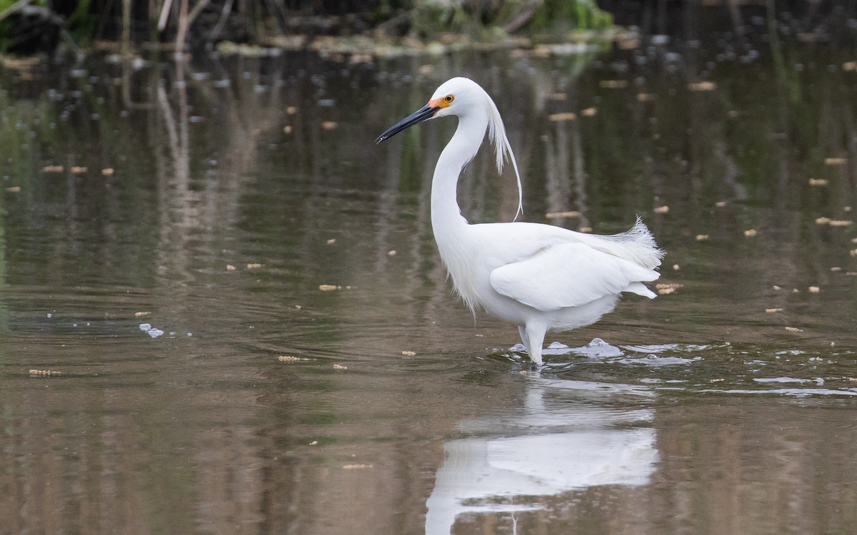 Snowy x Little Egret (hybrid) - Tom Reed