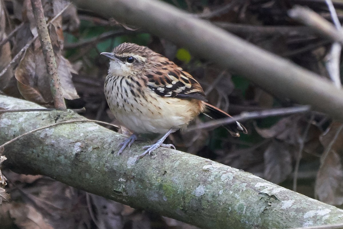 Stripe-backed Antbird - ML156202921