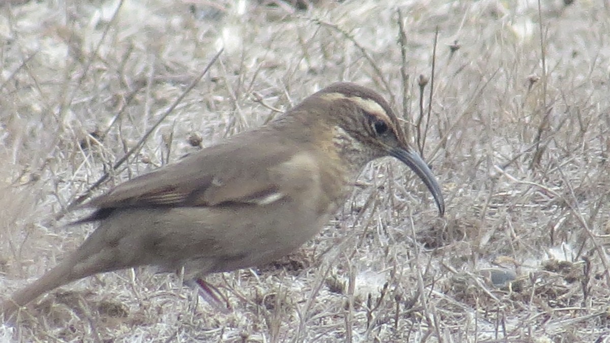 Patagonian Forest Earthcreeper - ML156204541