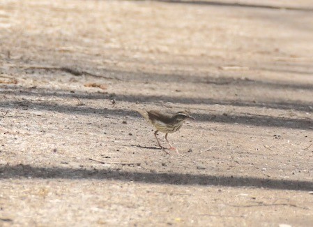 Northern Waterthrush - ML156205211