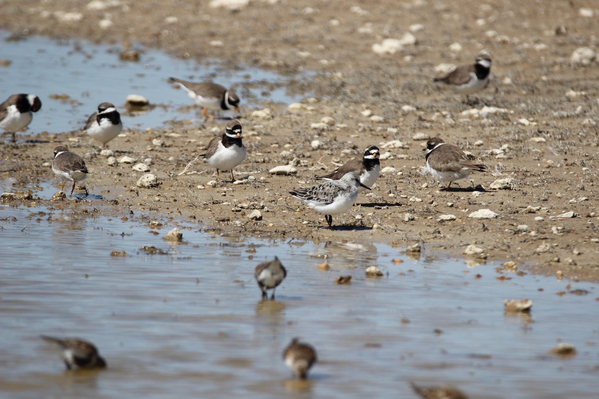 Sanderling - J.   Gomez