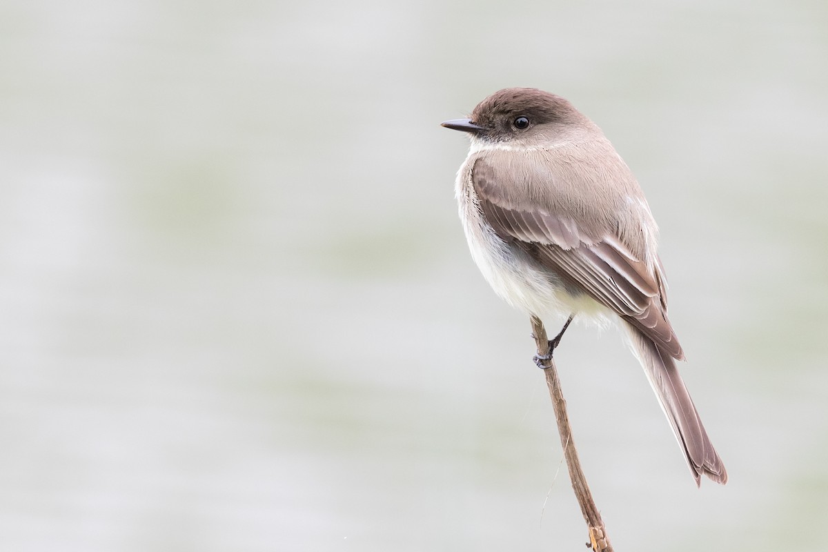 Eastern Phoebe - ML156205531