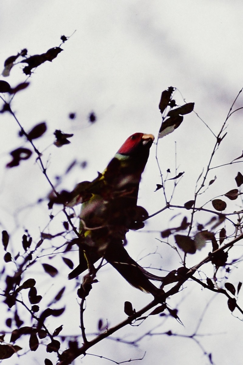 Plum-headed Parakeet - Scott  Connop