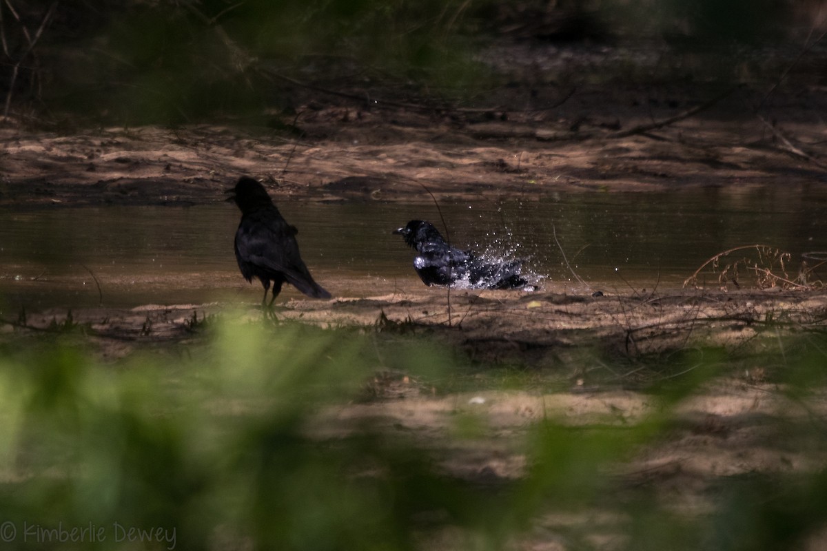 Fish Crow - ML156206901