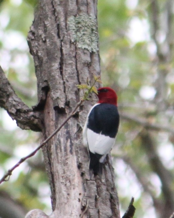 Red-headed Woodpecker - ML156206921