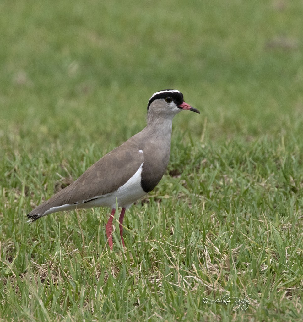 Crowned Lapwing - ML156207011