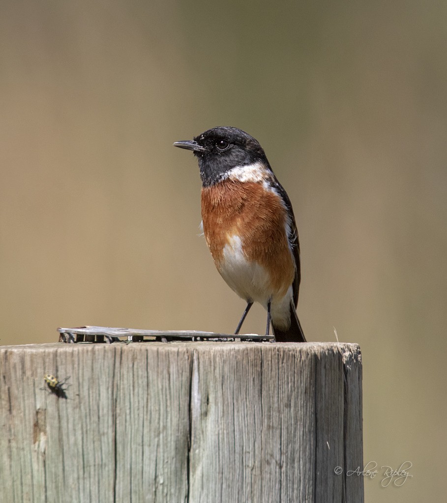African Stonechat - ML156207101