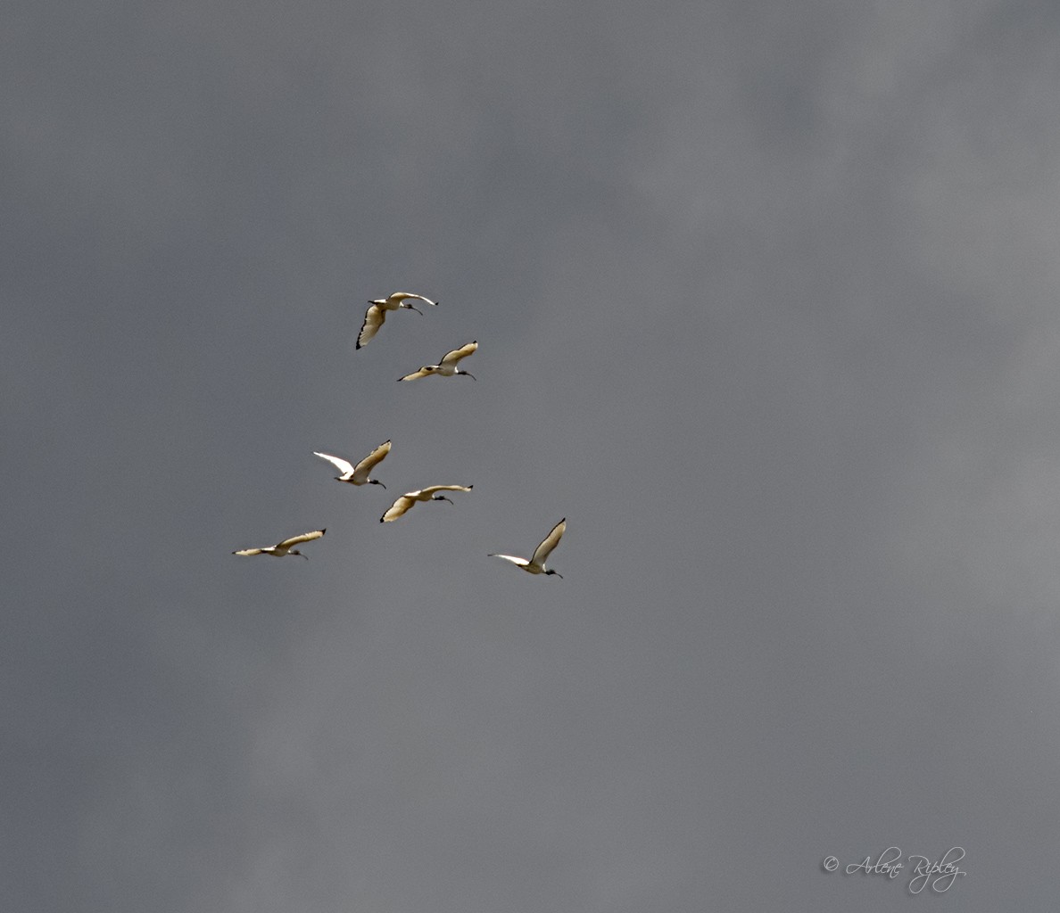 ibis posvátný - ML156207241