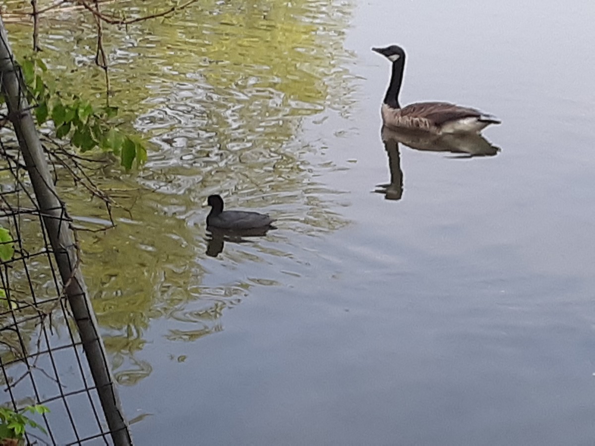 American Coot - ML156207321