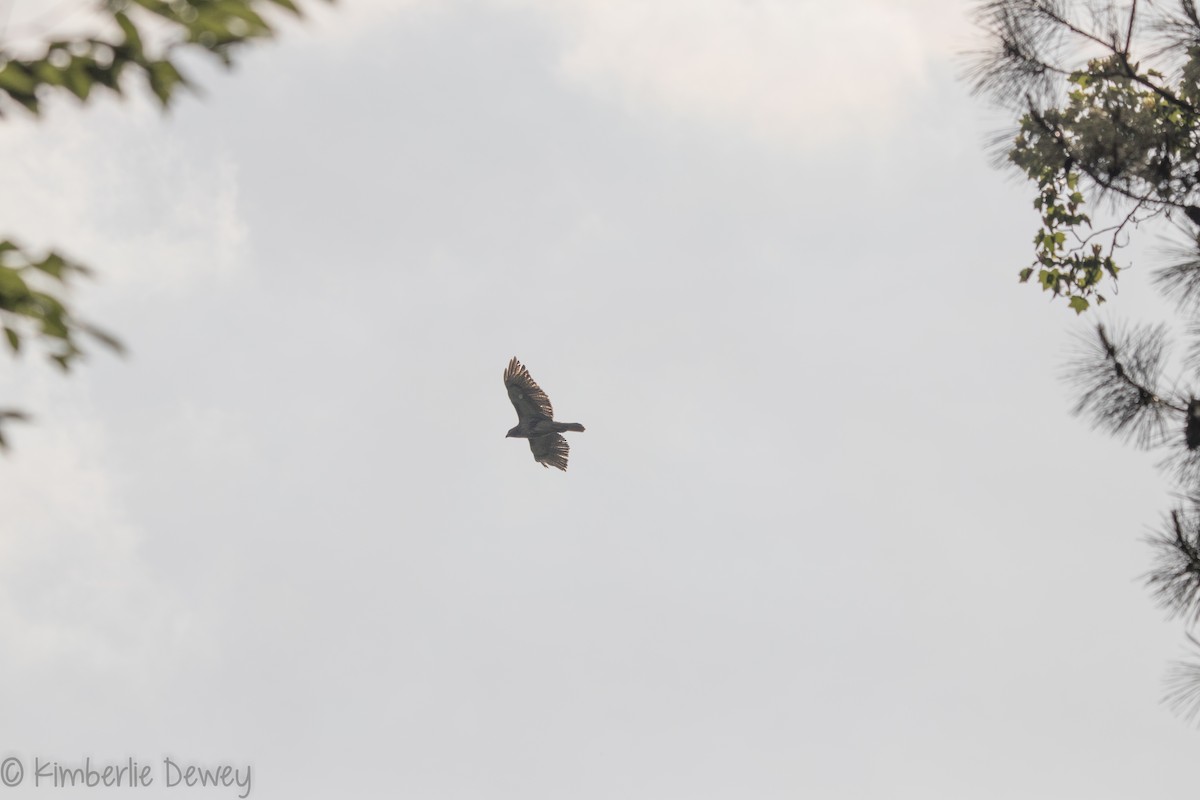 Red-tailed Hawk - ML156207701