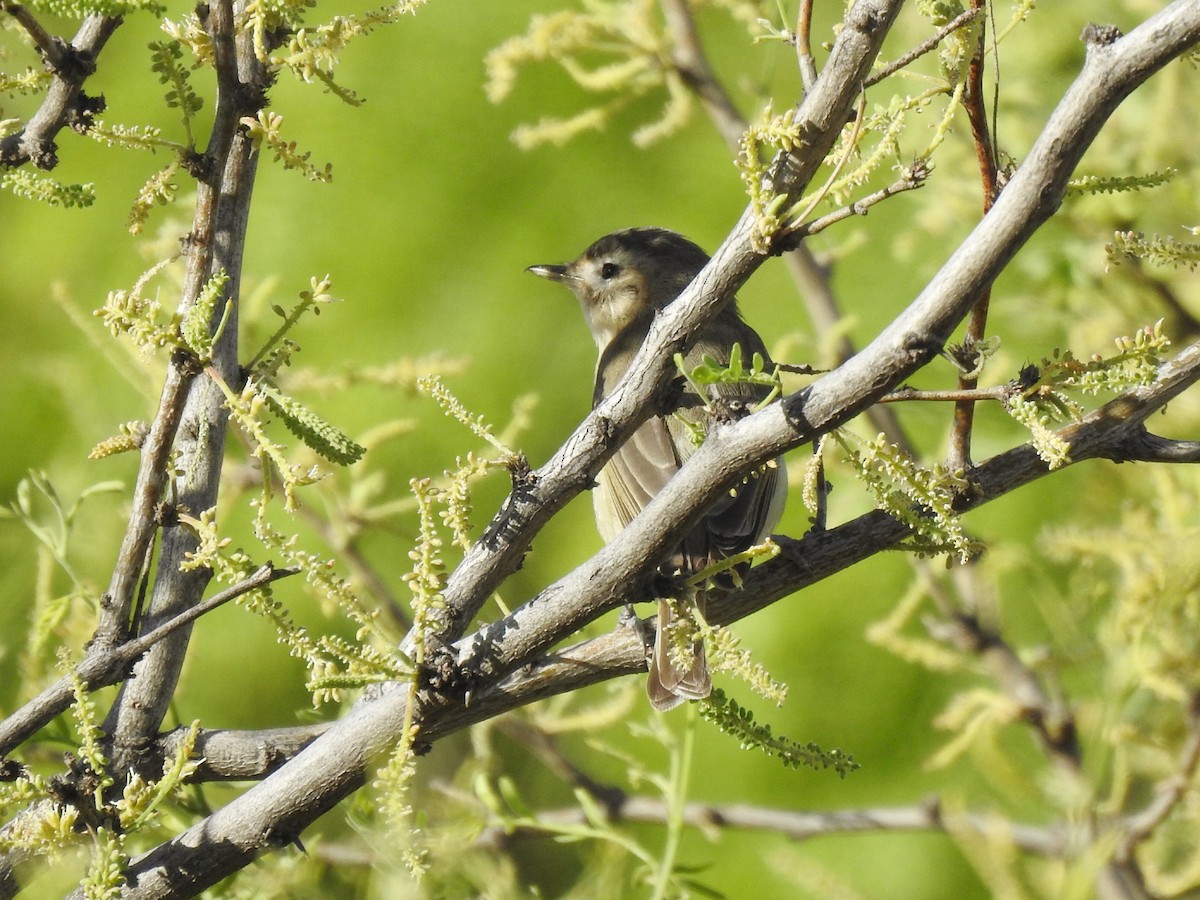 Warbling Vireo (Western) - ML156208011