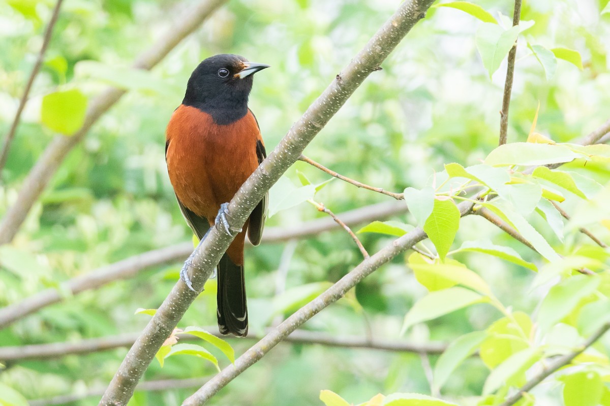 Orchard Oriole - ML156208661