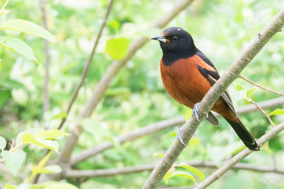 Orchard Oriole - ML156208671
