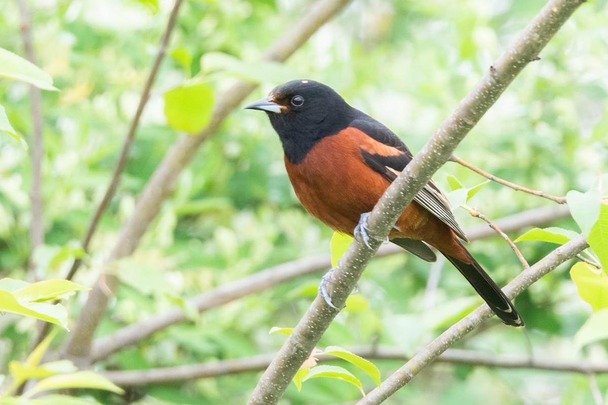 Orchard Oriole - ML156208711