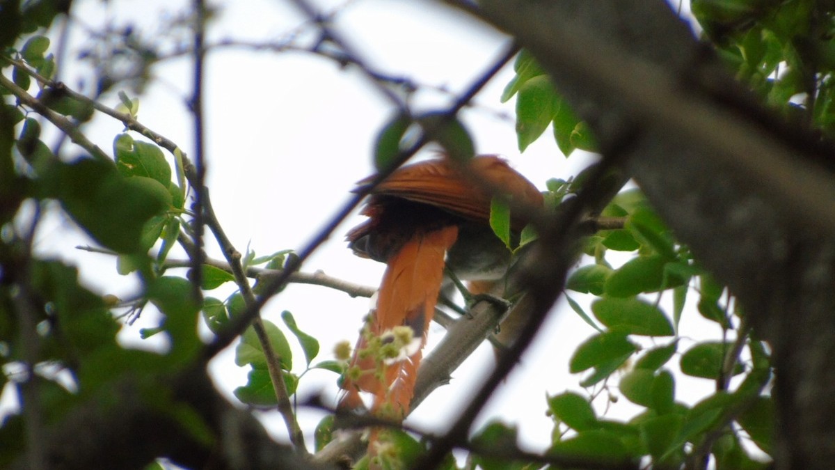 Squirrel Cuckoo - Vicente Amado Gavidia Medina