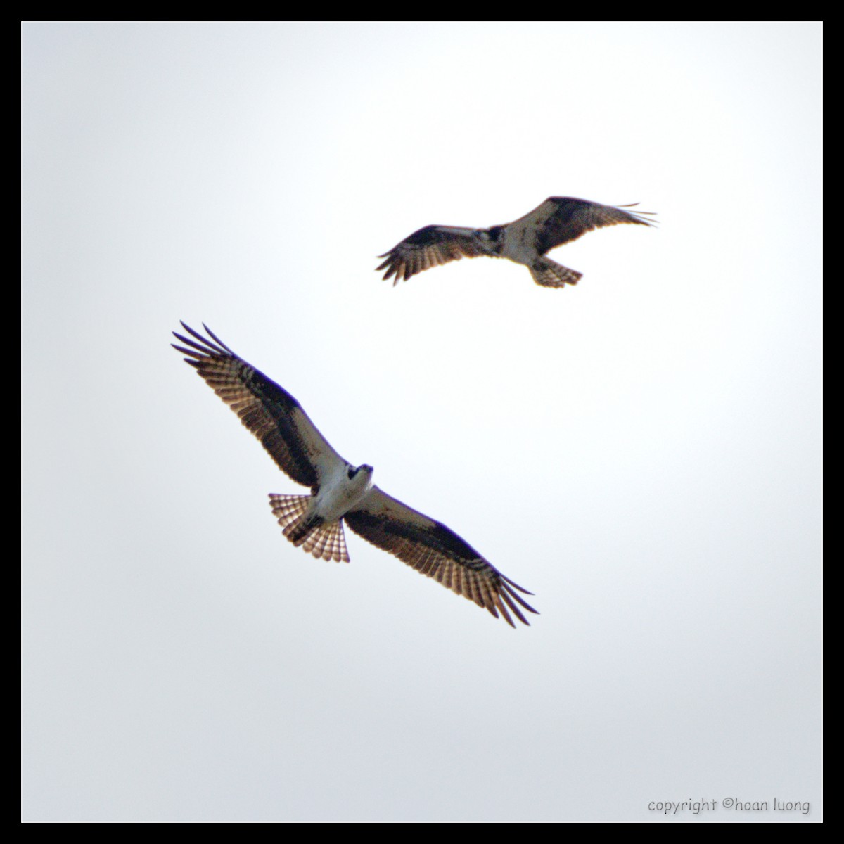 Osprey - hoan luong