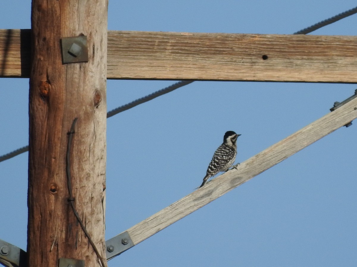 Ladder-backed Woodpecker - ML156210101