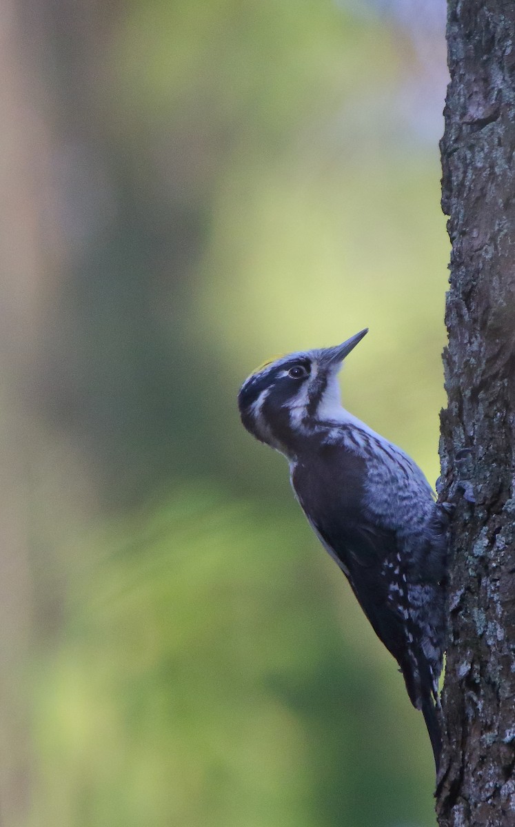 Eurasian Three-toed Woodpecker - ML156211151