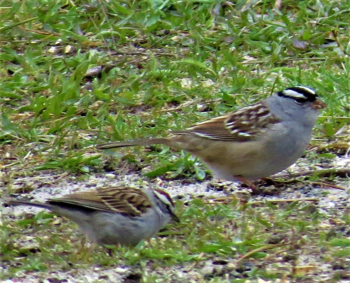 White-crowned Sparrow - ML156212591