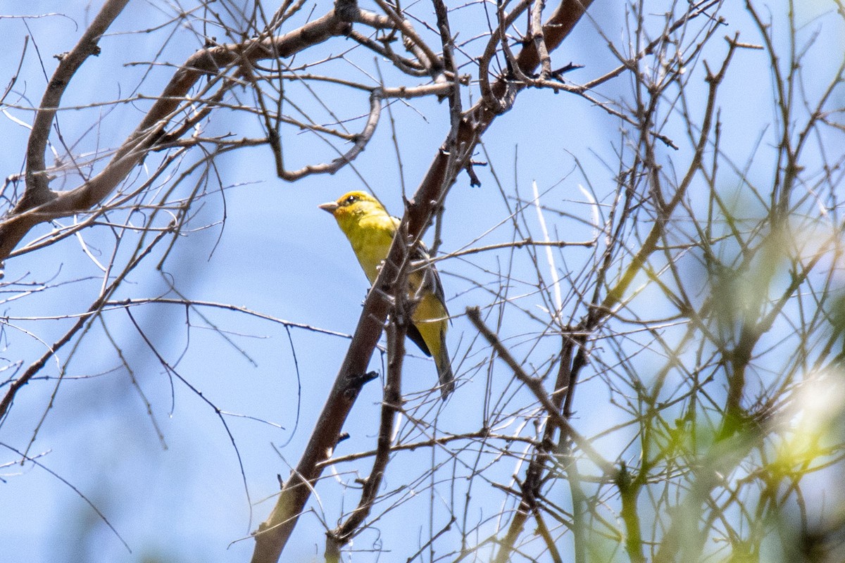 Western Tanager - ML156214641