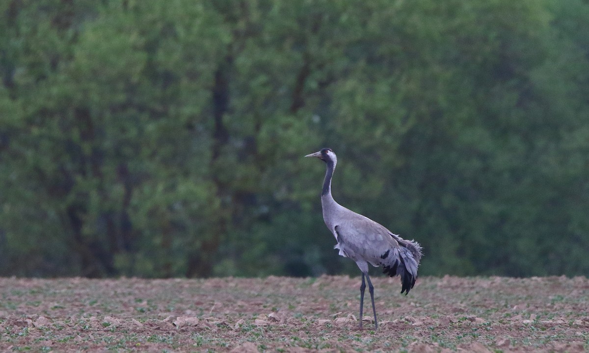 Common Crane - ML156214841