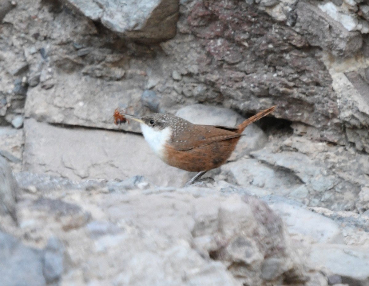 Canyon Wren - ML156215491