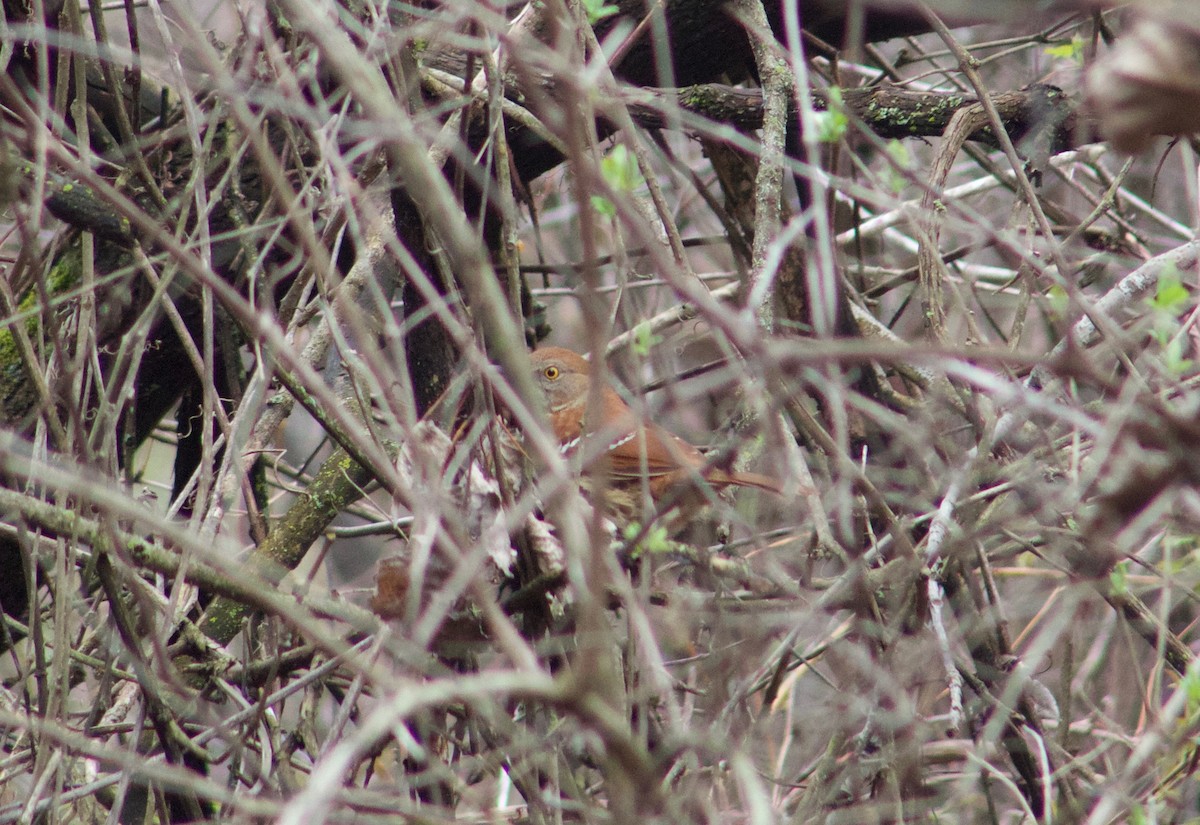 Brown Thrasher - ML156216991