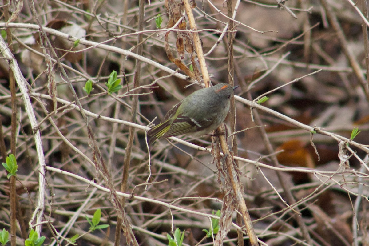 Roitelet à couronne rubis - ML156217471