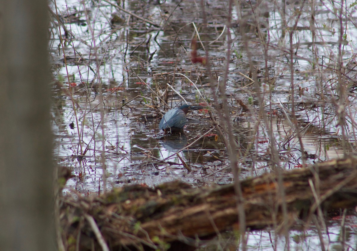 Green Heron - ML156218031