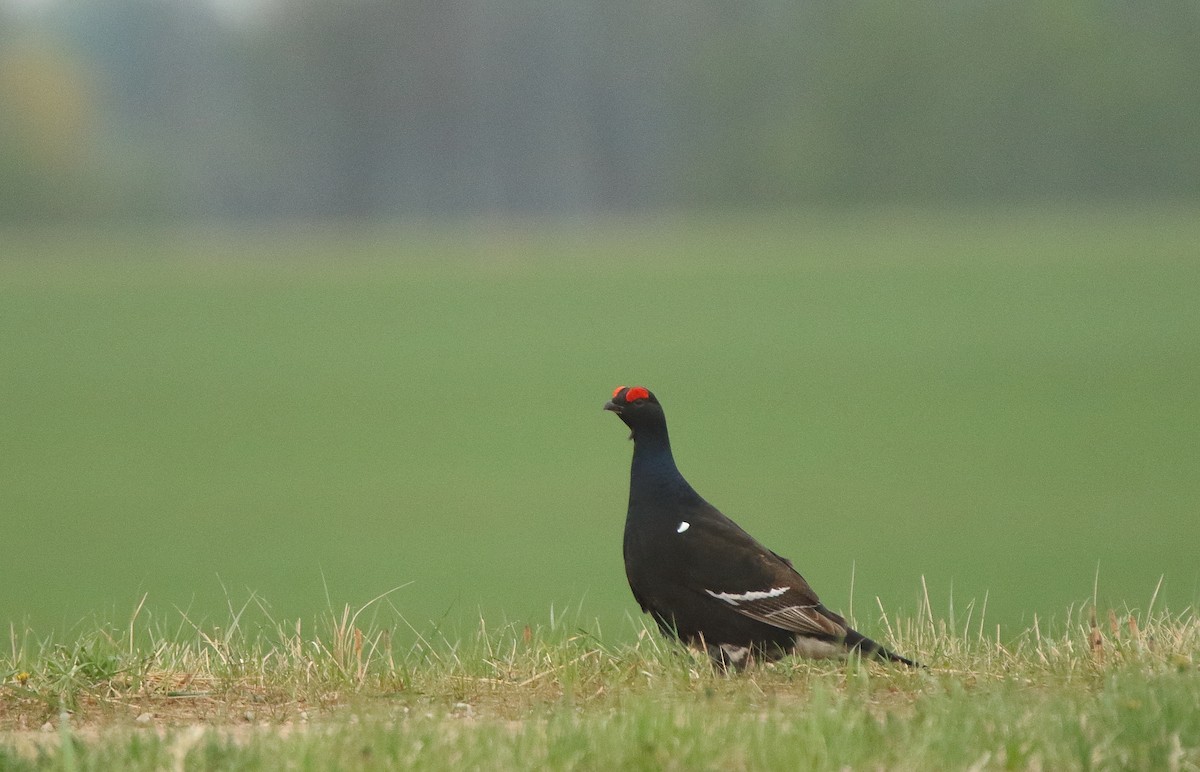 Black Grouse - ML156218191