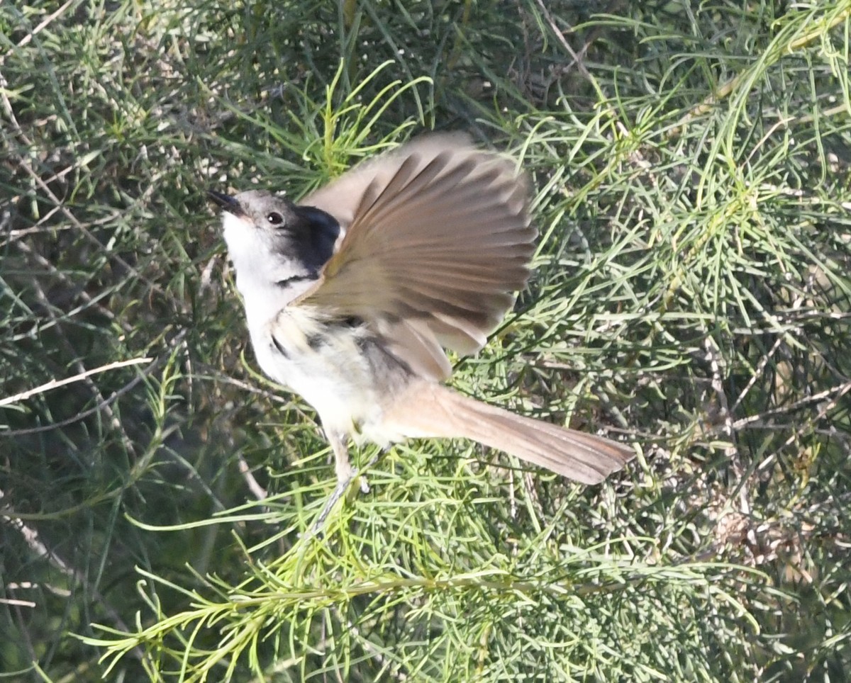Ash-throated Flycatcher - ML156218611