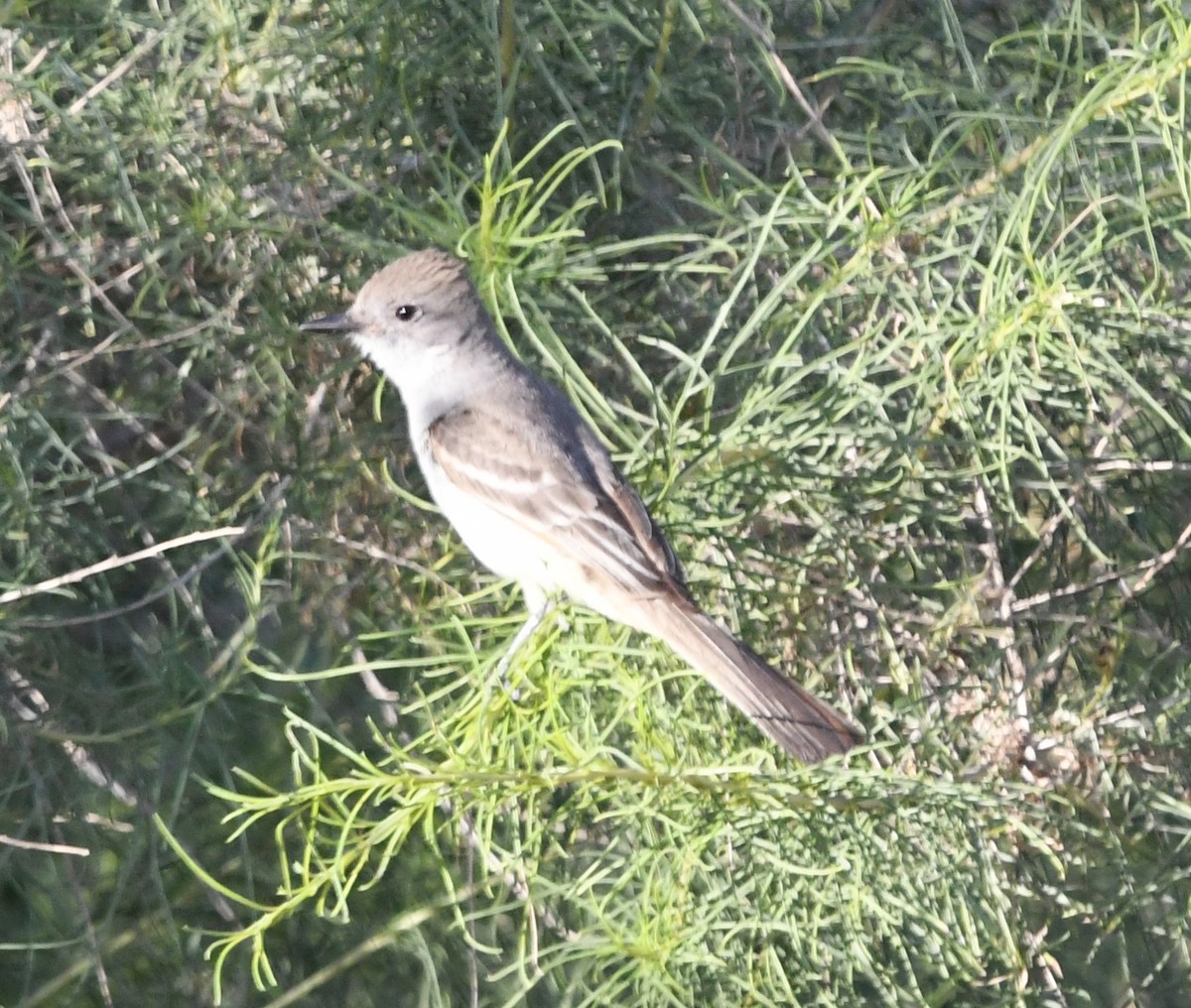 Ash-throated Flycatcher - ML156218621