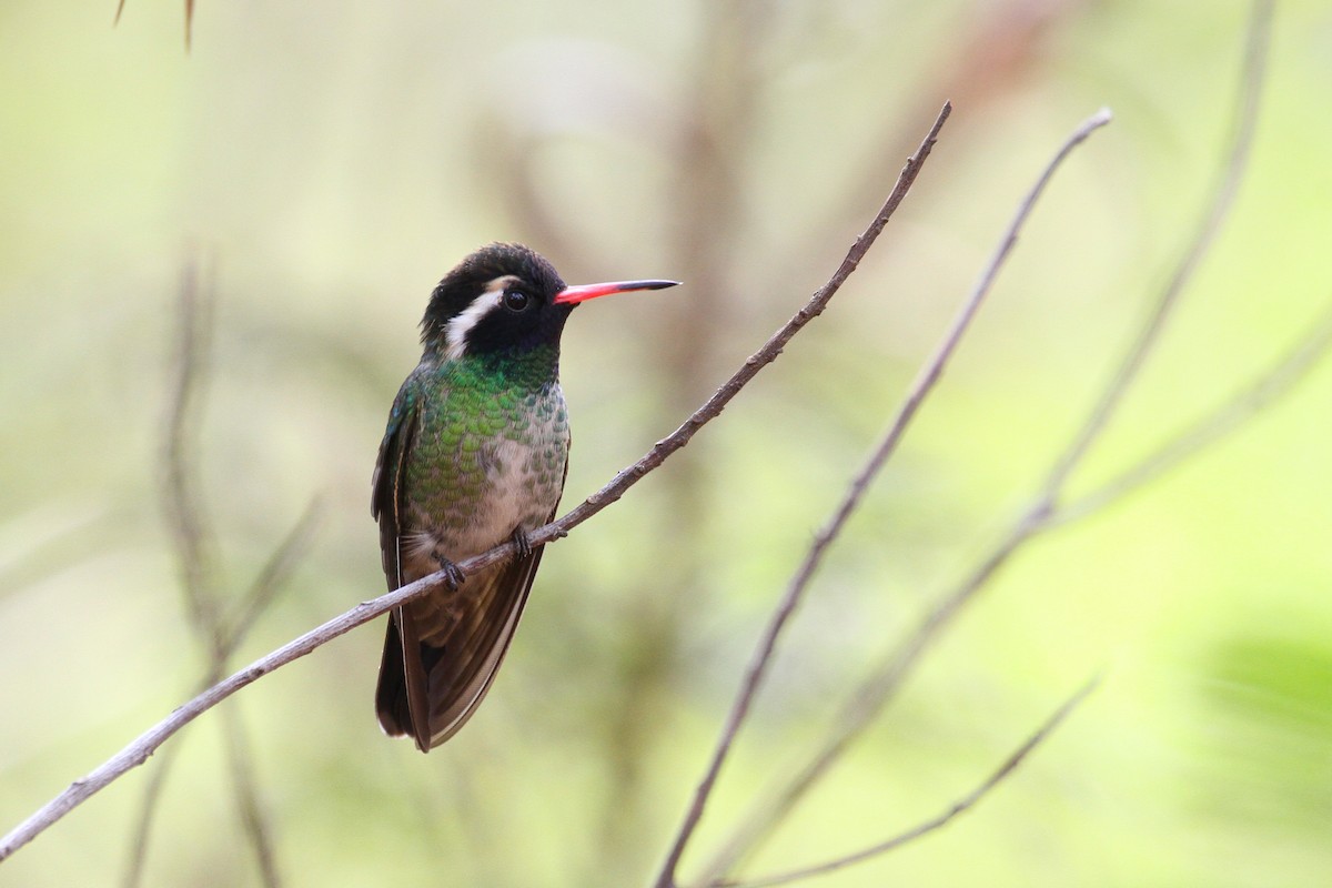 White-eared Hummingbird - Carlos Funes