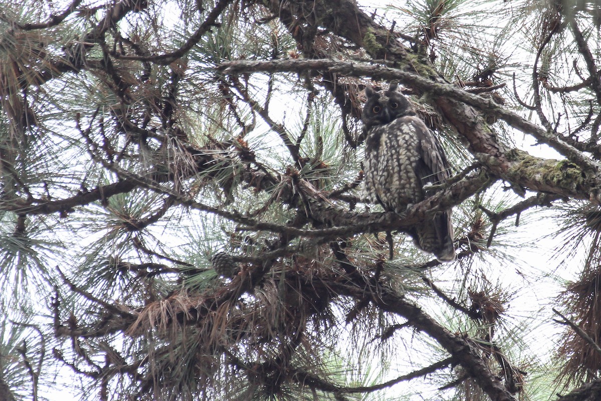 Hibou maître-bois - ML156219811