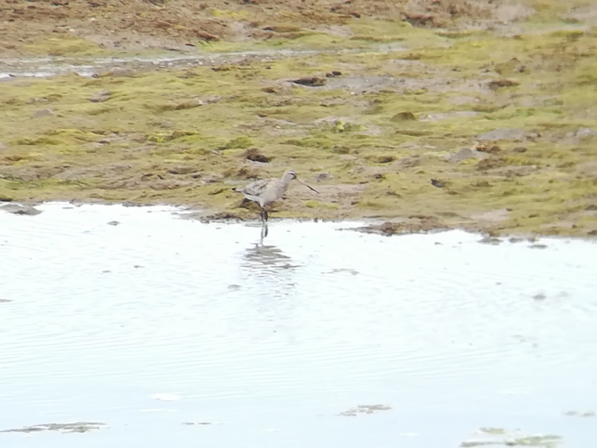 Bar-tailed Godwit - ML156222871