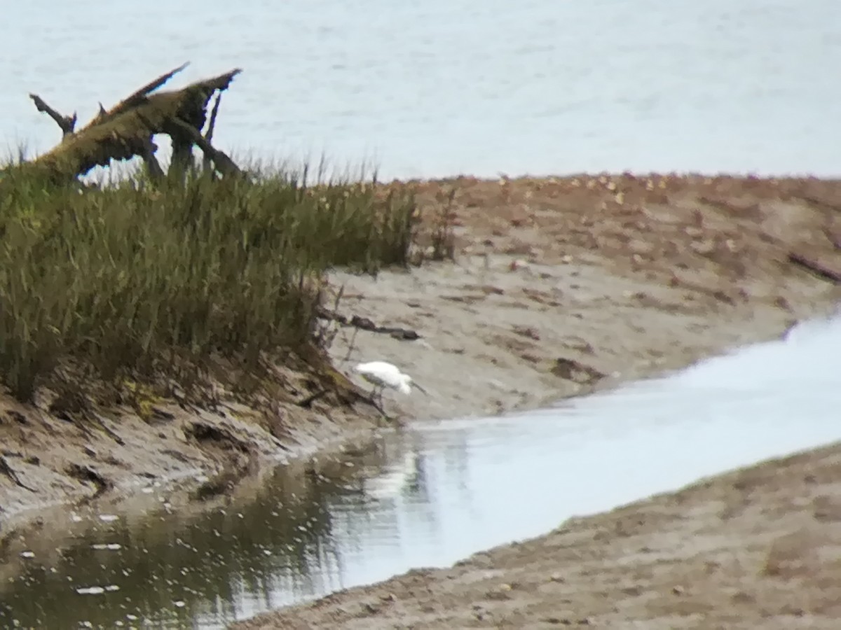 Little Egret - ML156223621