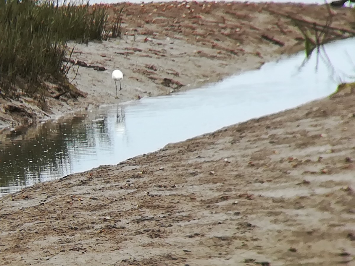 Little Egret - ML156223731