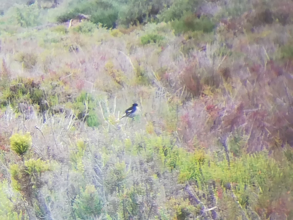 European Stonechat - ML156225241