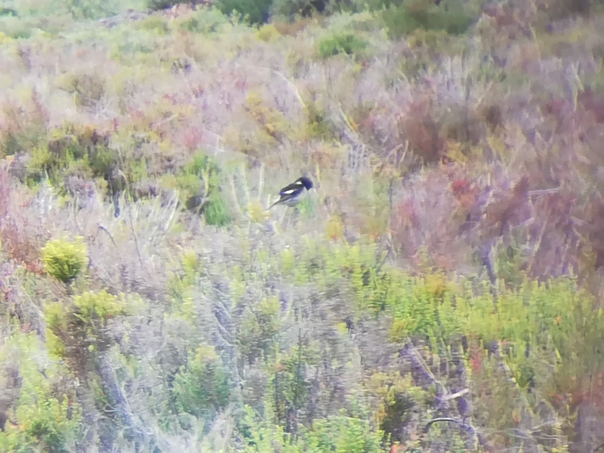 European Stonechat - ML156225281