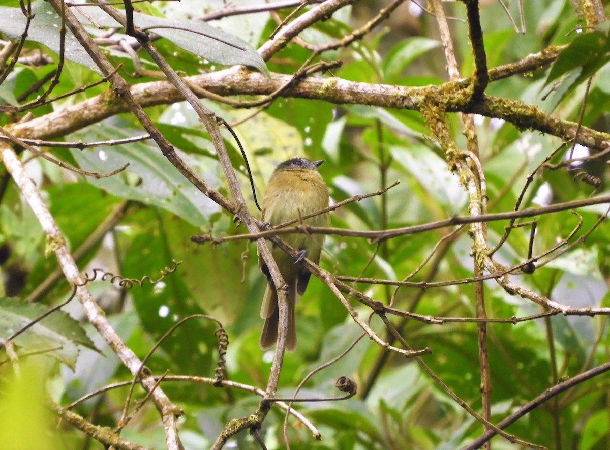 Inca Flycatcher - ML156227021