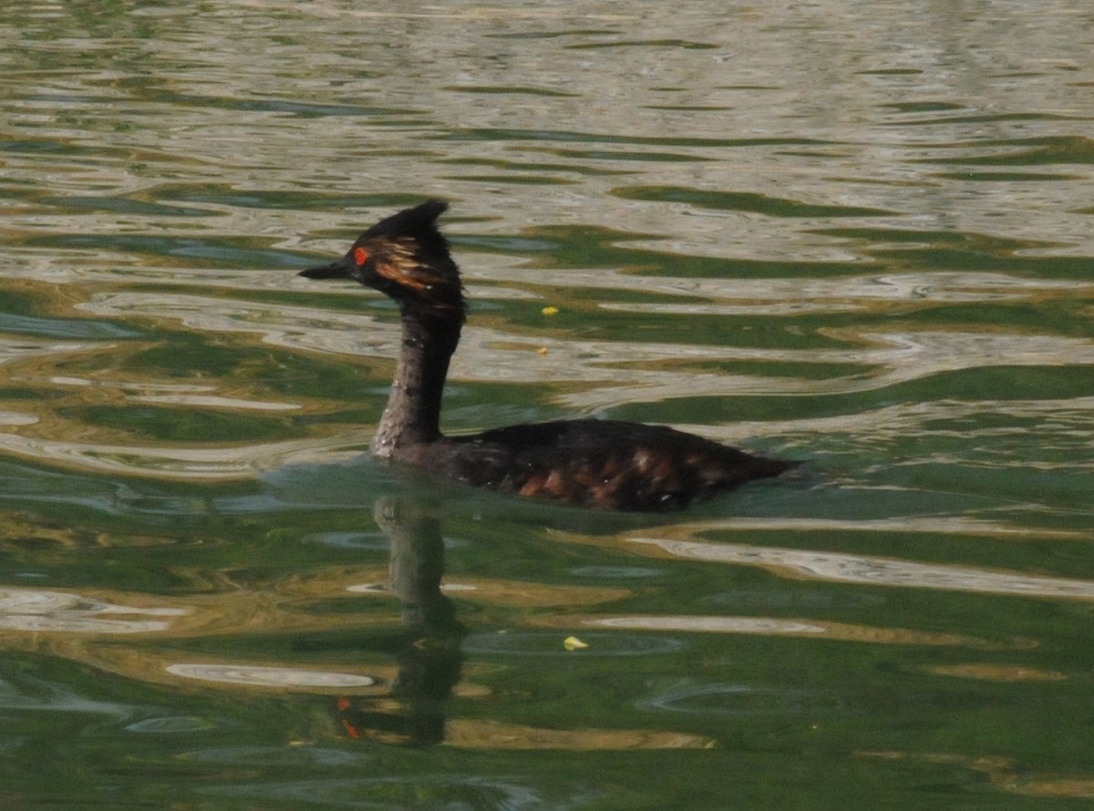 Eared Grebe - ML156227311