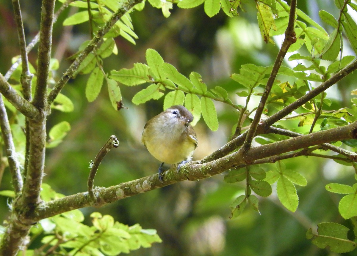 Vireo Coronipardo - ML156227381