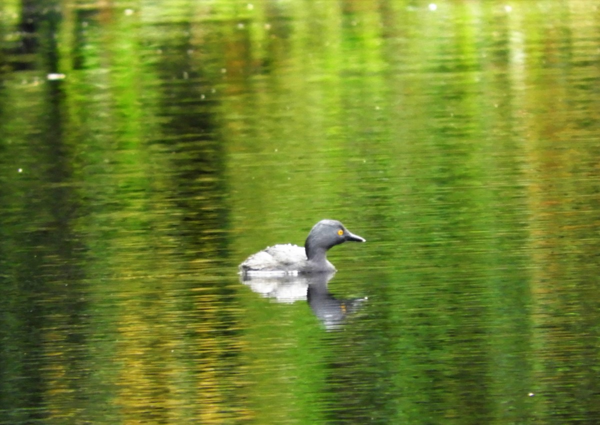 Least Grebe - ML156228081