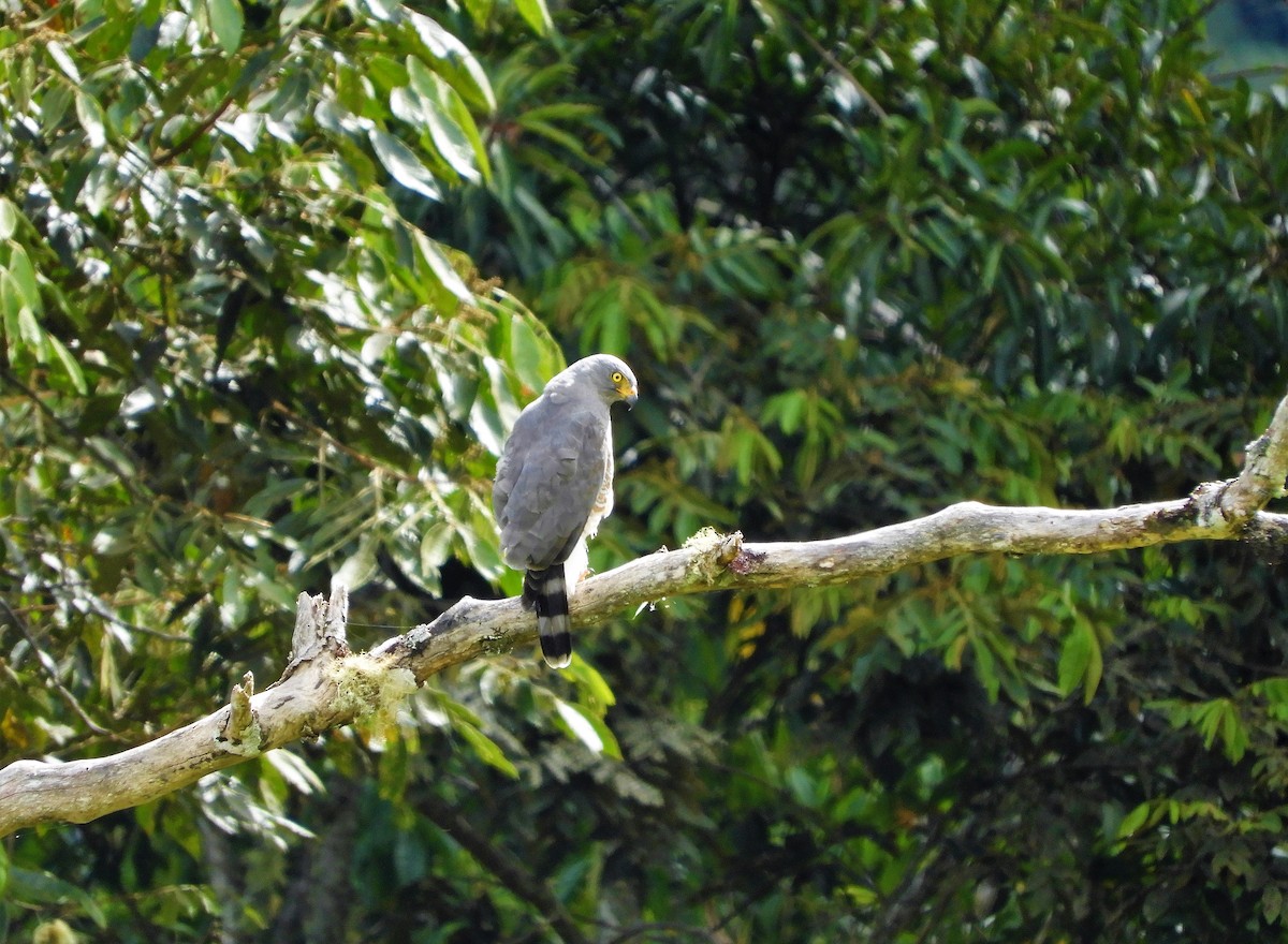 Roadside Hawk - ML156228681