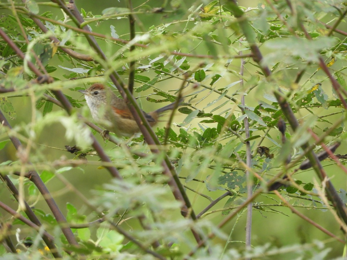 Pale-breasted Spinetail - ML156229921